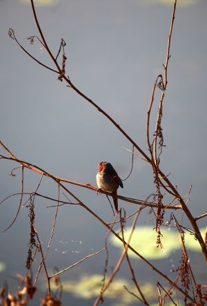 Crimson Finch Beside Lake Kununurra